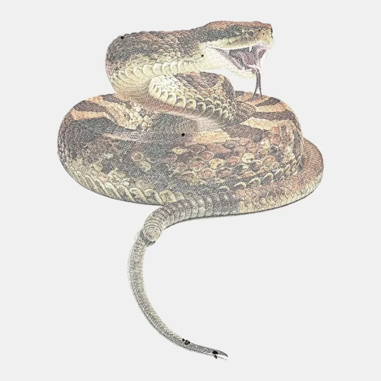 Rattlesnake Coil
